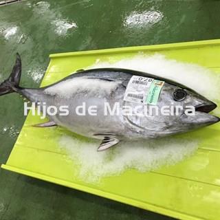 ATÚN FRESCO - Imagen 1