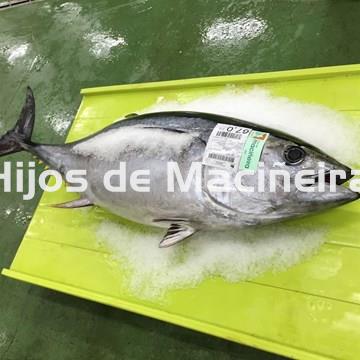 ATÚN FRESCO - Imagen 1
