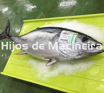 ATÚN FRESCO - Imagen 1