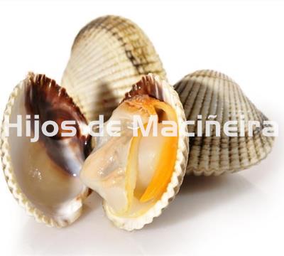 BERBERECHO GORDO EXTRA - Imagen 1