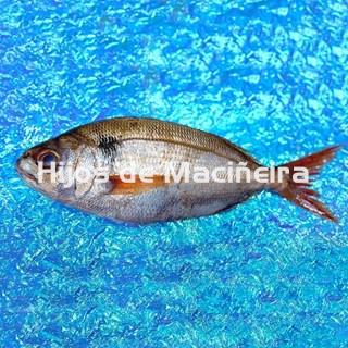 BESUGO FRESCO - Imagen 1