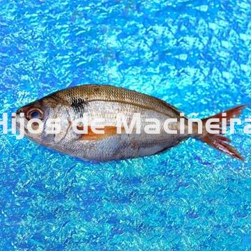 BESUGO FRESCO - Imagen 1