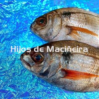 BESUGO FRESCO - Imagen 2