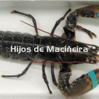 BOGAVANTE FRESCO - Imagen 1