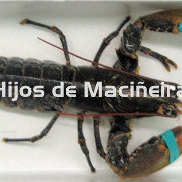 BOGAVANTE FRESCO - Imagen 1