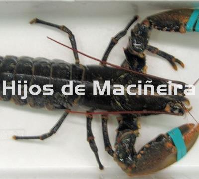 BOGAVANTE FRESCO - Imagen 1