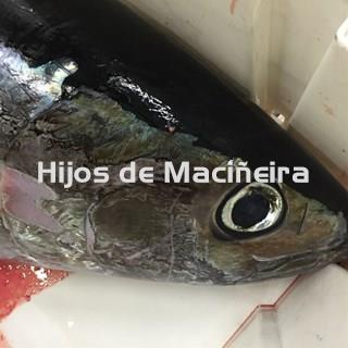 BONITO DEL NORTE FRESCO - Imagen 1