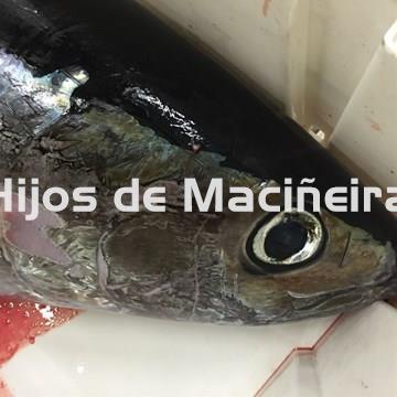 BONITO DEL NORTE FRESCO - Imagen 1