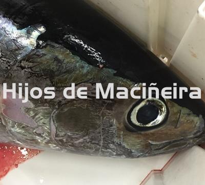BONITO DEL NORTE FRESCO - Imagen 1