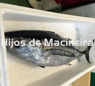 BONITO DEL NORTE FRESCO - Imagen 2
