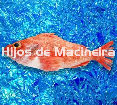 CABRA DE ALTURA FRESCA - Imagen 1