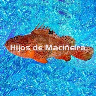 CABRACHO FRESCO - Imagen 1