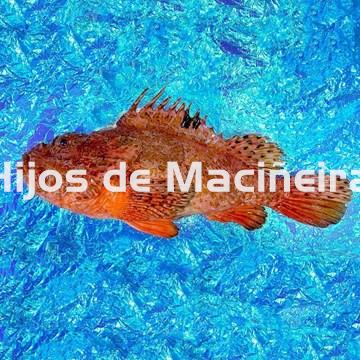 CABRACHO FRESCO - Imagen 1