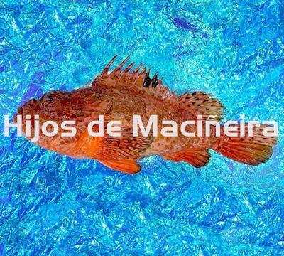 CABRACHO FRESCO - Imagen 1