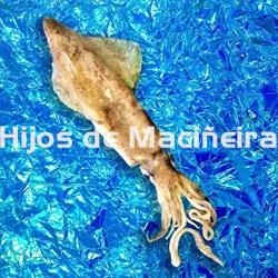 CALAMAR FRESCO - Imagen 1