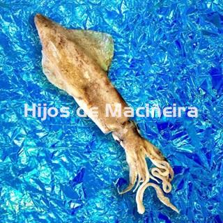CALAMAR FRESCO - Imagen 1