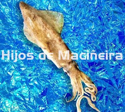 CALAMAR FRESCO - Imagen 1
