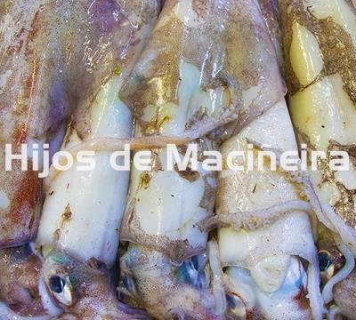 CALAMAR FRESCO - Imagen 2