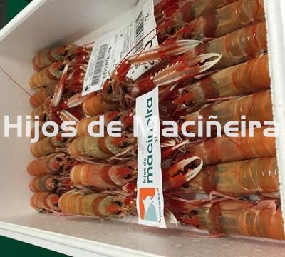CIGALA GORDA  FRESCA - Imagen 1