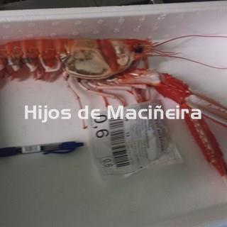 CIGALA GORDA FRESCA - Imagen 2