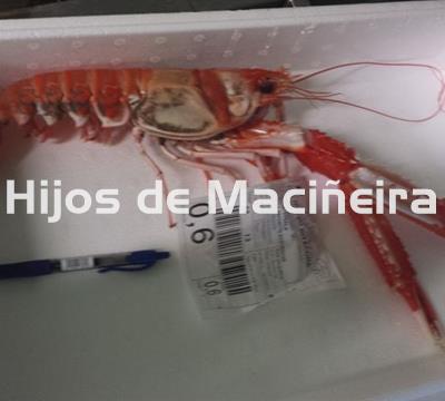 CIGALA GORDA  FRESCA - Imagen 2