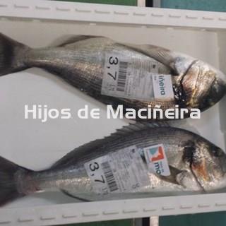 DORADA FRESCA - Imagen 1