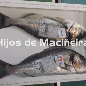DORADA FRESCA - Imagen 1