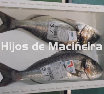 DORADA FRESCA - Imagen 1