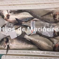 DORADA FRESCA - Imagen 2