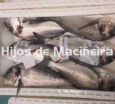 DORADA FRESCA - Imagen 2