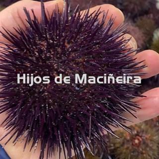 ERIZO DE MAR GALLEGO - Imagen 1