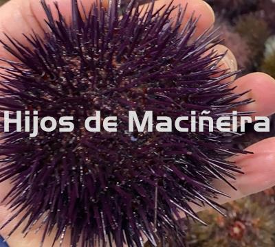 ERIZO DE MAR GALLEGO - Imagen 1