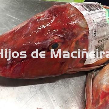 ESCACHO/RUBIO - Imagen 1