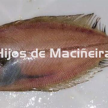 GALLO FRESCO - Imagen 1