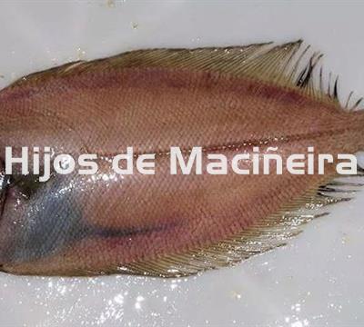 GALLO FRESCO - Imagen 1