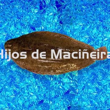 LENGUADO FRESCO - Imagen 1