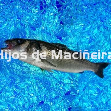 LUBINA FRESCA - Imagen 1