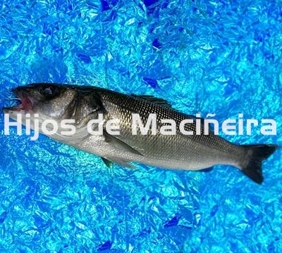 LUBINA FRESCA - Imagen 1