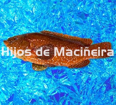 MARAGOTA FRESCA - Imagen 1