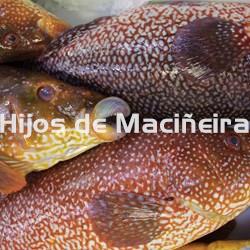 MARAGOTA FRESCA - Imagen 2