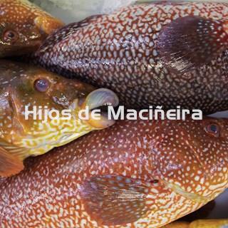 MARAGOTA FRESCA - Imagen 2