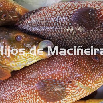 MARAGOTA FRESCA - Imagen 2