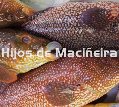 MARAGOTA FRESCA - Imagen 2