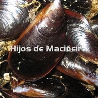 MEJILLÓN GALLEGO FRESCO - Imagen 2