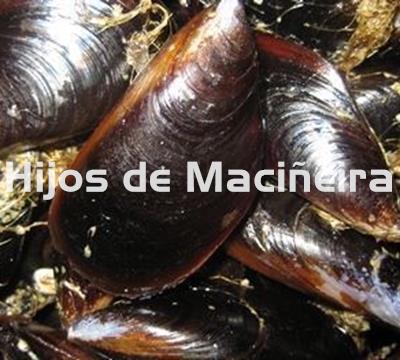 MEJILLÓN GALLEGO FRESCO - Imagen 2