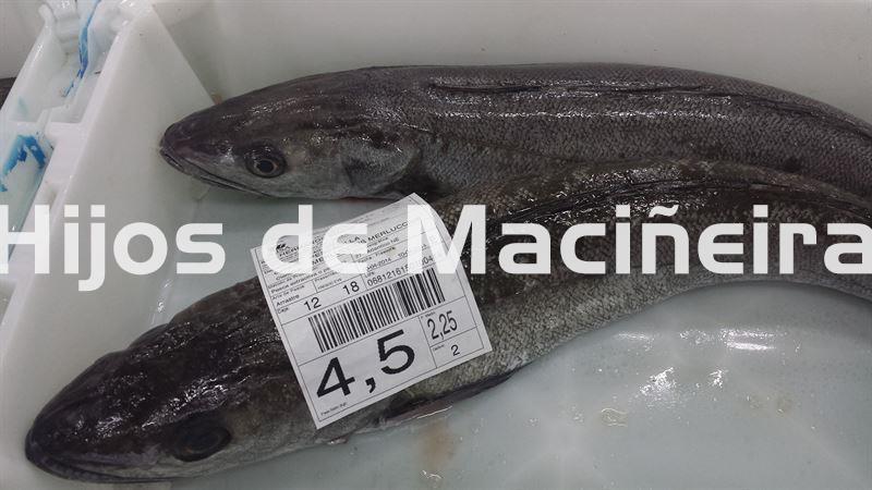 MERLUZA DE VOLANTA FRESCA (2-3KG) - Imagen 1