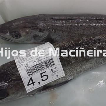 MERLUZA DE VOLANTA FRESCA (2-3KG) - Imagen 1