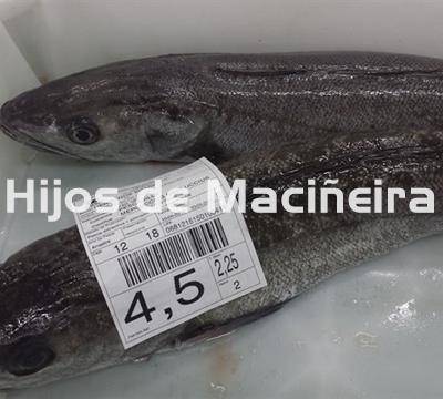 MERLUZA  DE VOLANTA FRESCA (2-3KG) - Imagen 1