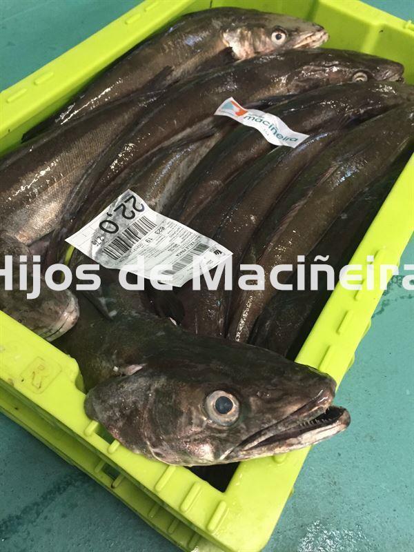 MERLUZA GORDA FRESCA (3-4KG) - Imagen 1