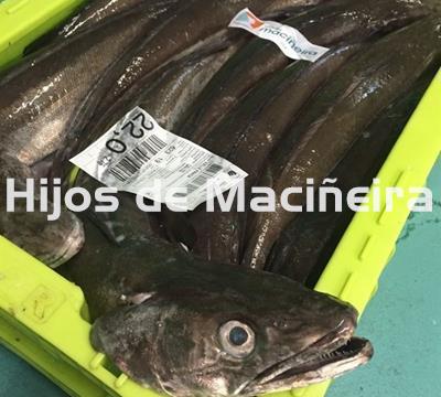 MERLUZA GORDA FRESCA (3-4KG) - Imagen 1